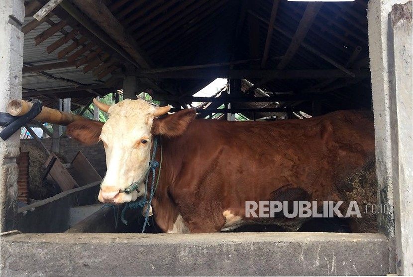 Penyakit Mulut dan Kuku (PMK) menyerang hewan yang berkuku genap. Foto : republika