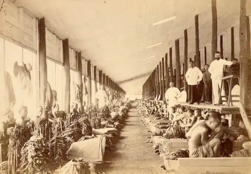 Pribumi Nusantara yang dijadikan budak untuk mengerjakan lahan perkebunan tembakau di Deli.