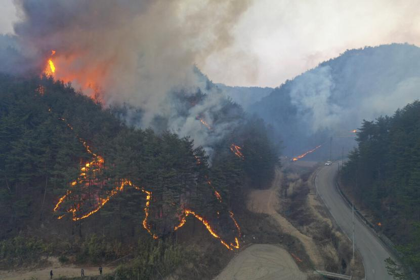 Api membakar pepohonan di Uljin, Korea Selatan, Sabtu (5/3/2022). Korea Selatan menerjunkan lebih dari 2.000 petugas pemadam kebakaran untuk menghentikan penyebaran api.  (Kim Huyn-tae/Yonhap via AP)
