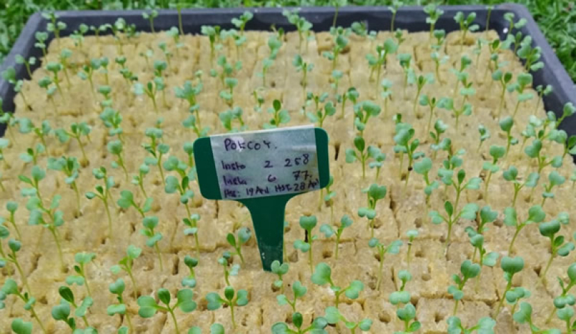 Berikan label dan cataran tanggal penyemaian untuk memudahkan pengontrolan tanaman