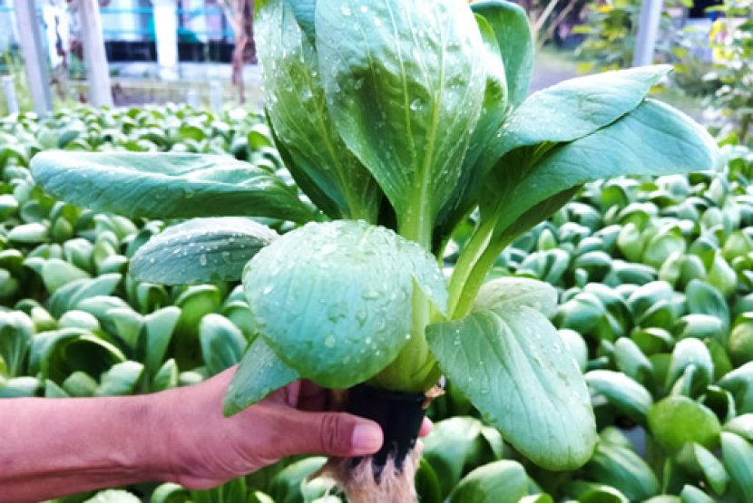 Pager Tani Farm panen aneksa sayuran hidroponik