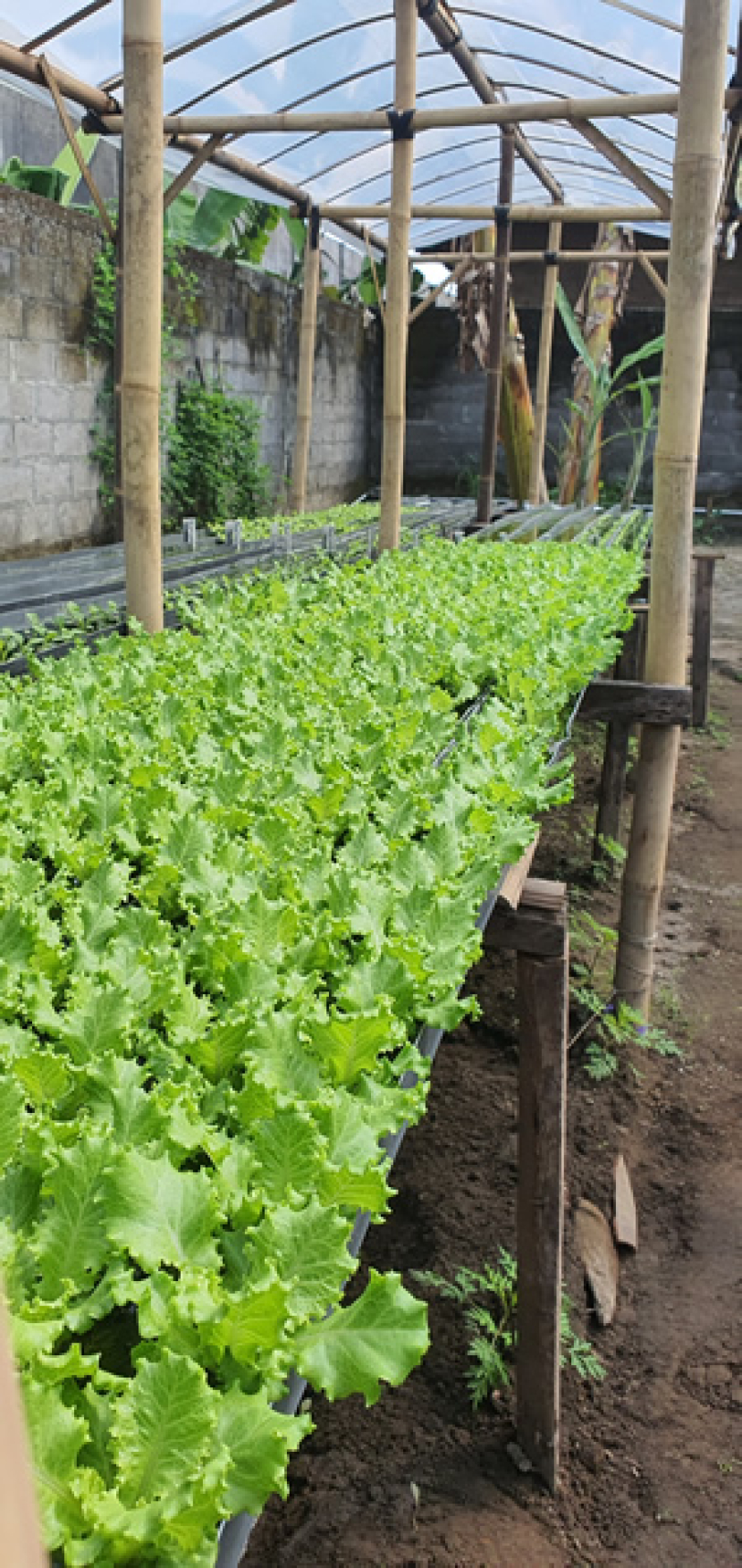 Sayuran selada lebih tangguh terhadap hama, maka ditanam tanpa pelindung dinding insectnet masih aman