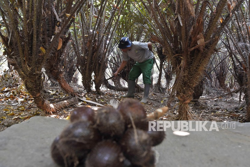 Budidaya salak condet. Foto: Republika.