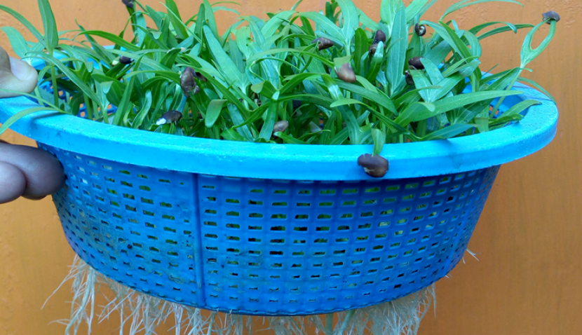 Kangkung ditanam secara hidroponik menggunakan panci bekas, kangkung usia 10 hari dari hari setelah semai
