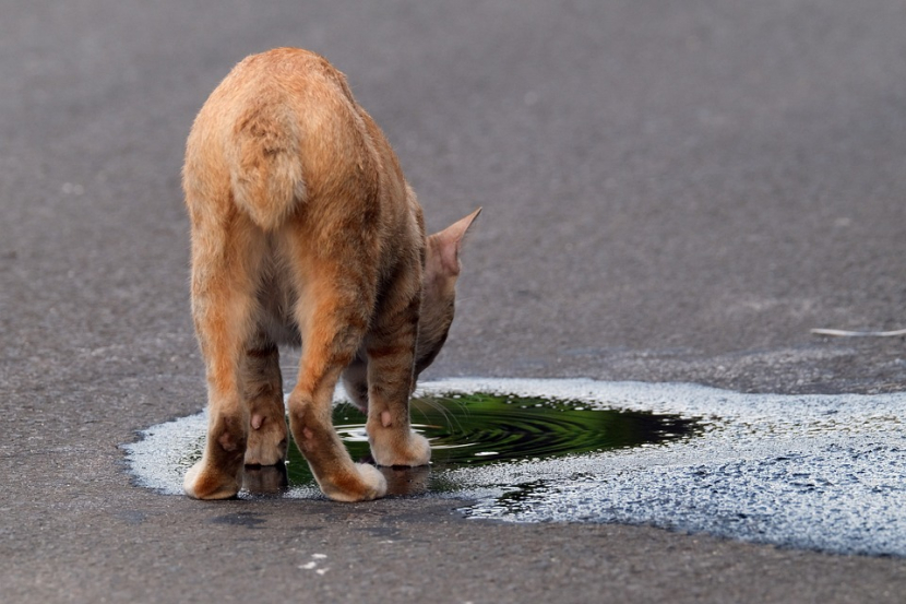 Kucing Dehidrasi. Foto: Pixabay