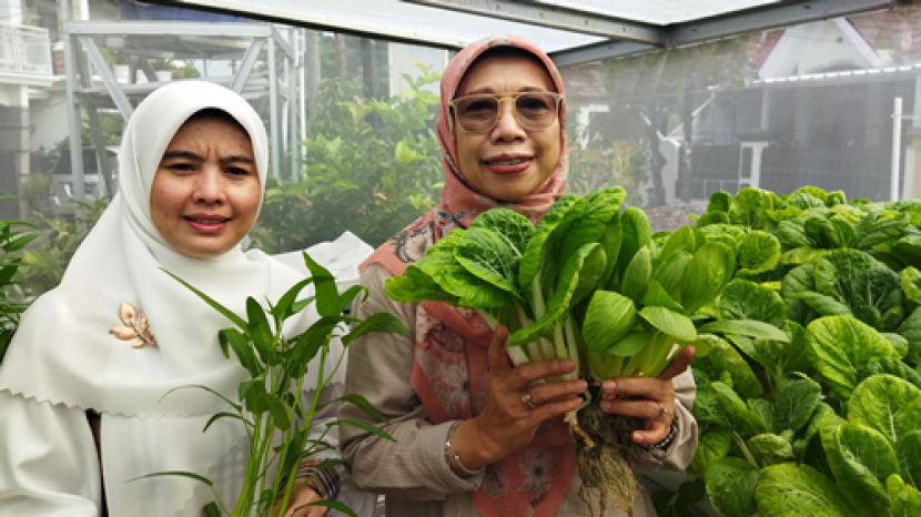 Bunda Elly Farida sedang melakukan panen sayuran hidroponik di Pagertani Farm Maharaja, Kota Depok Jawa Barat.