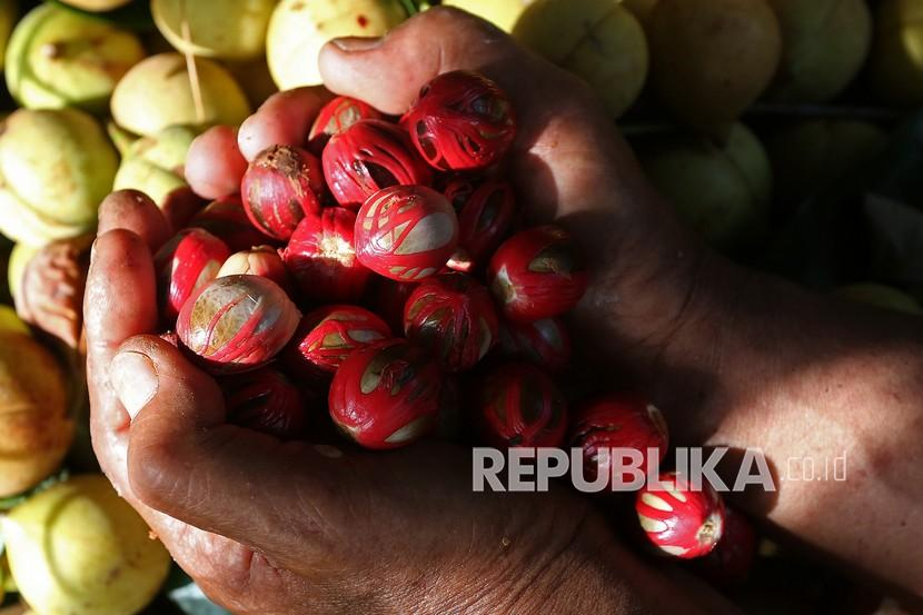 Petani memperlihatkan buah pala yang baru panen. Foto: Antara/Irwansyah Putra