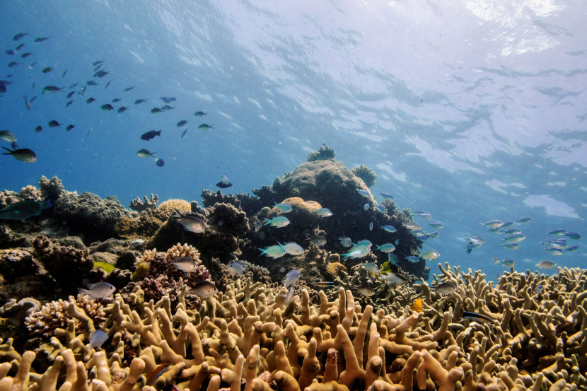 Ikan berenang di di Great Barrier Reef, Australia. Sumber: Reuters