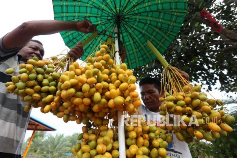 Pekerja membawa buah kurma muda hasil panen di perkebunan Taman Kurma Pelangi, lembah Berbate, Aceh Besar, Aceh.  (Antara/Irwansyah Putra)