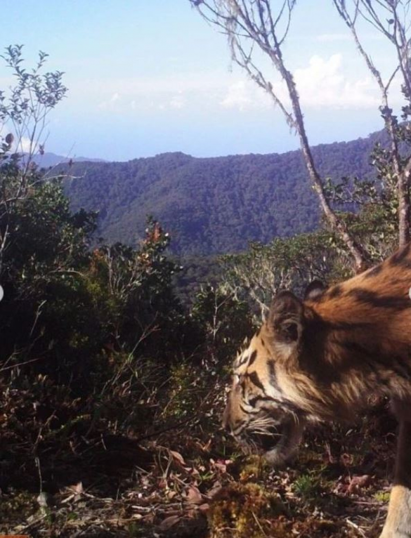 Satu ekor harimau sumatra yang sama terpantau survei sembilan tahun terakhir/ Foto: @bbtn_gn_leuser