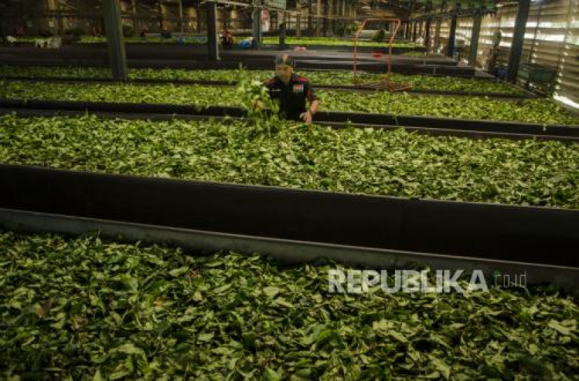 Pekerja sedang memproses daun teh (ilustrasi)