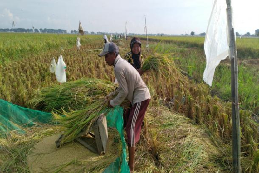 Padi memanen padi di Kabupaten Indramayu. Masyarkat Cikedung menggelat daMen Festival 2023 denga memanfaatkan limbah tanaman padi.  (Agus Yulianto/Republika)
