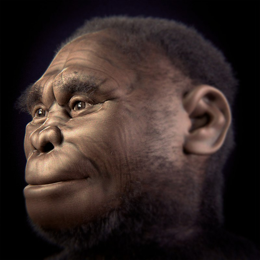 Iustrasi artistik H. floresiensis. (wikimedia common)
