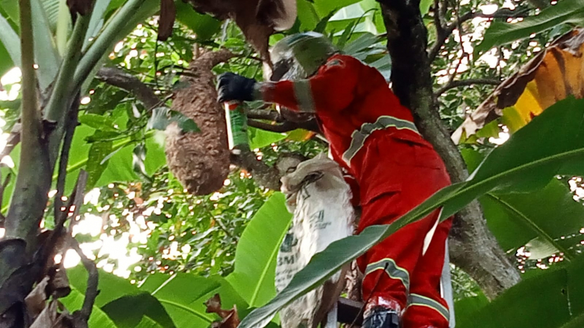 Petugas Damkar Satpol PP Kabupaten Kuningan memusnahkan sarang tawon di pohon. (Dok Damkar Satpol PP Kabupaten Kuningan)