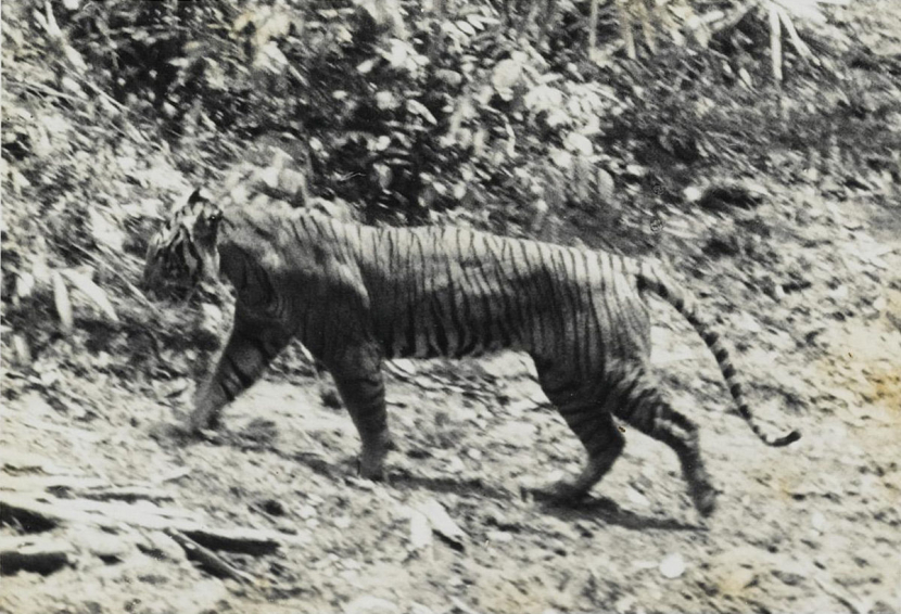 Harimau Jawa. Sejumlah peneliti meyakini harimau jawa masih ada.