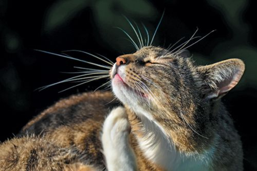 Kucing gatal-gatal. Foto: Pinterest