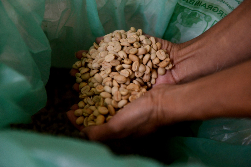 Biji kopi Arabica yang telah selesai proses penjemuran. (foto: Prayogi)