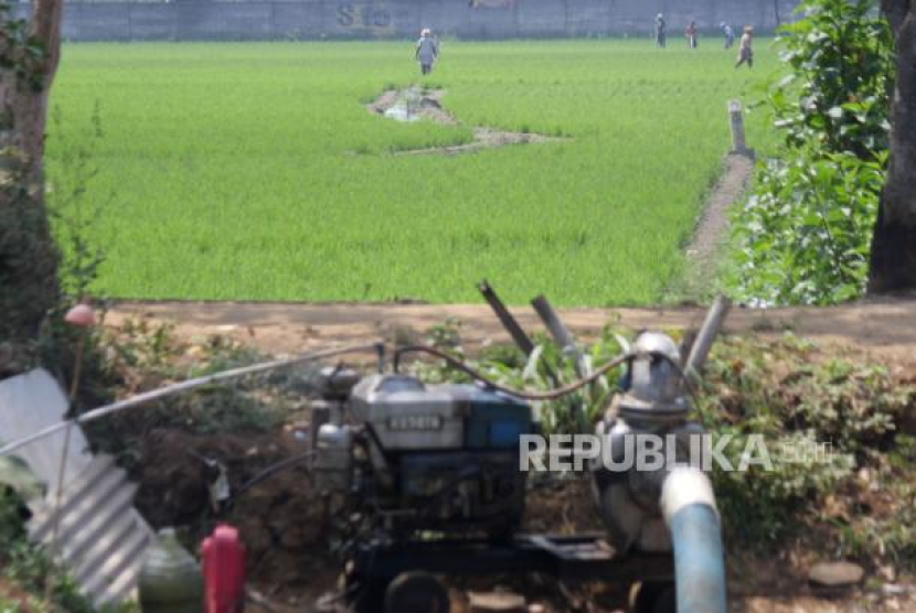 Para petani berupaya menyelamatkan tanaman padi di saat kemarau, salah satunya dengan menggunakan mesin pompa air. (Dok. Republika)