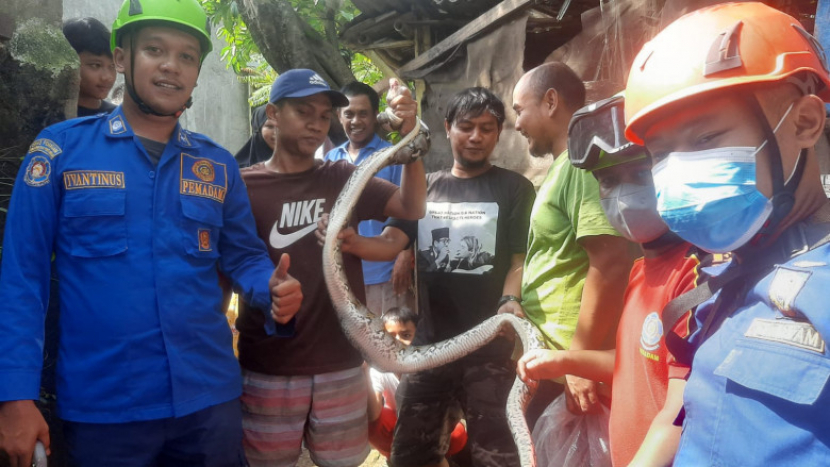 Tim Damkar Depok mengevakuasiular jenis kobra dan sanca, di pemukiman warga. Kedua ular tersebut diamankan dan akan diberikan pada komunitas reptil (Foto: Diskominfo Depok)