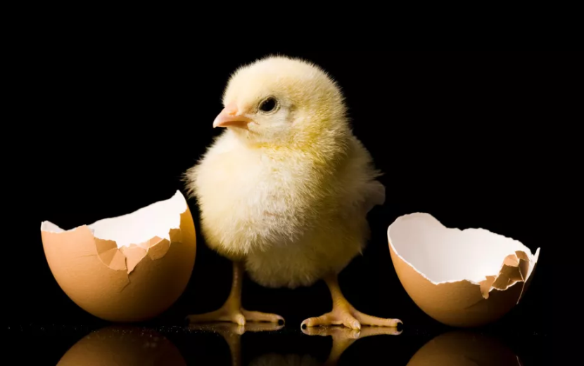 Mana yang lebih dulu, ayam atau telurnya? Gambar: RubberBall Productions melalui Getty Images