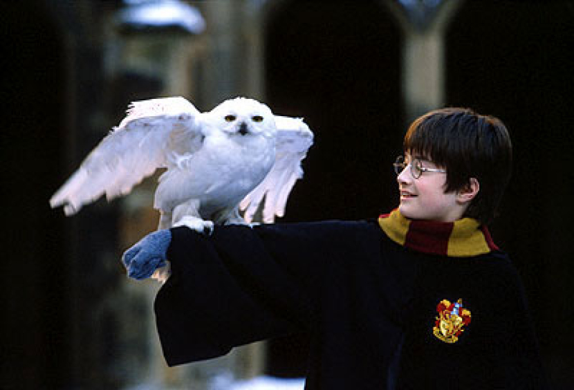 Karakter burung hantu bernama Hedwig dan Harry Potter (diperankan oleh Daniel Radcliffe). Adegan burung hantu di film ini menjadi salah momen unik hewan diajak bermain film. (Dok. Warner Bros Pictures).