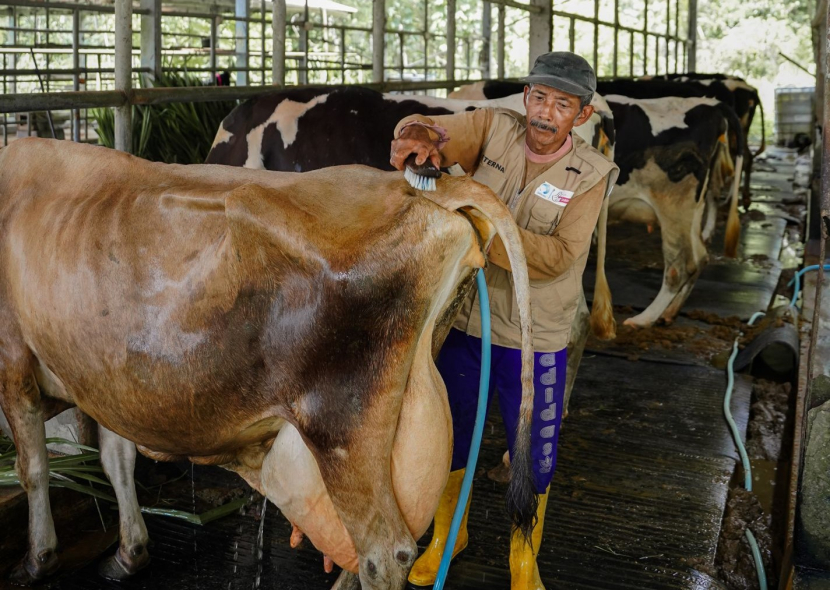 Sarihusada berfokus pada pengembangan peternak dan koperasi susu lokal dan juga inovasi dalam pemeliharaan sapi. (Foto: Sarihusada)