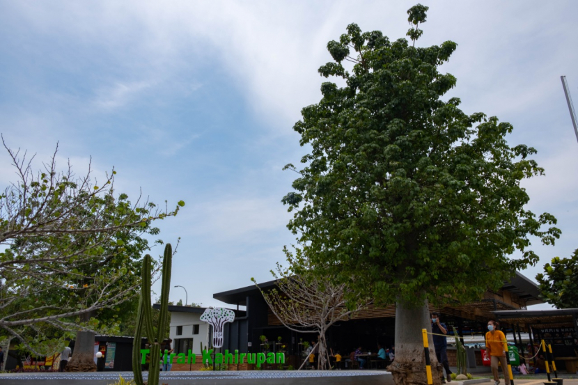 Pohon baobab, pohon asli dari benua Afrika, sengaja ditanam di rest area KM 130A Titirah Kahirupan Tol Cipali. Keberadaan pohon itu selaras dengan filosofi Tree Of Life yang diterapkan ASTRA Tol Cipali, dalam melakukan rejuvenate dan beautifikasi pada rest area KM 130 arah Palimanan (Cirebon) tersebut. (Lilis Sri Handayani)