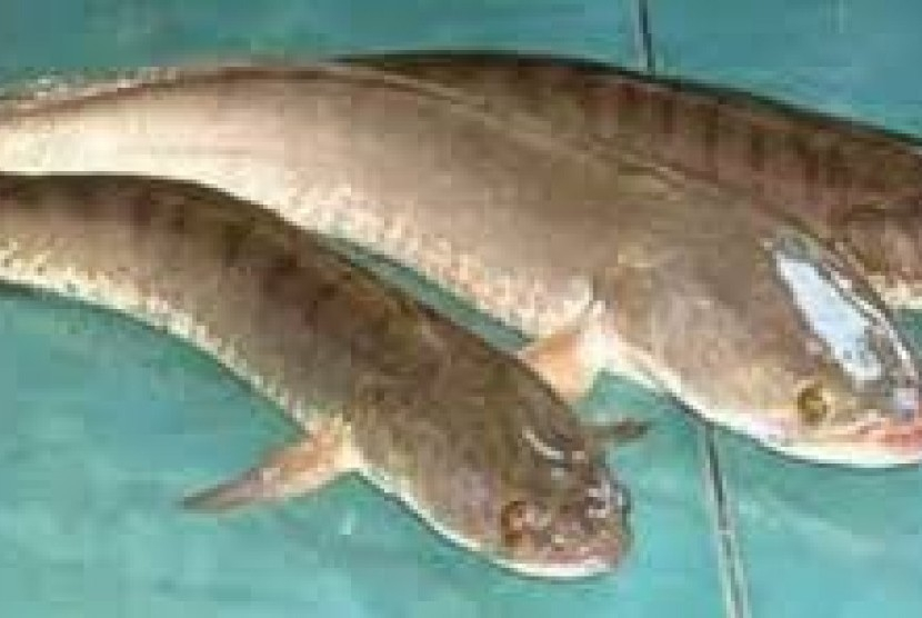 Ikan gabus dinilai baik untuk memberikan penyembuhan pada kulit. Foto: Istimewa