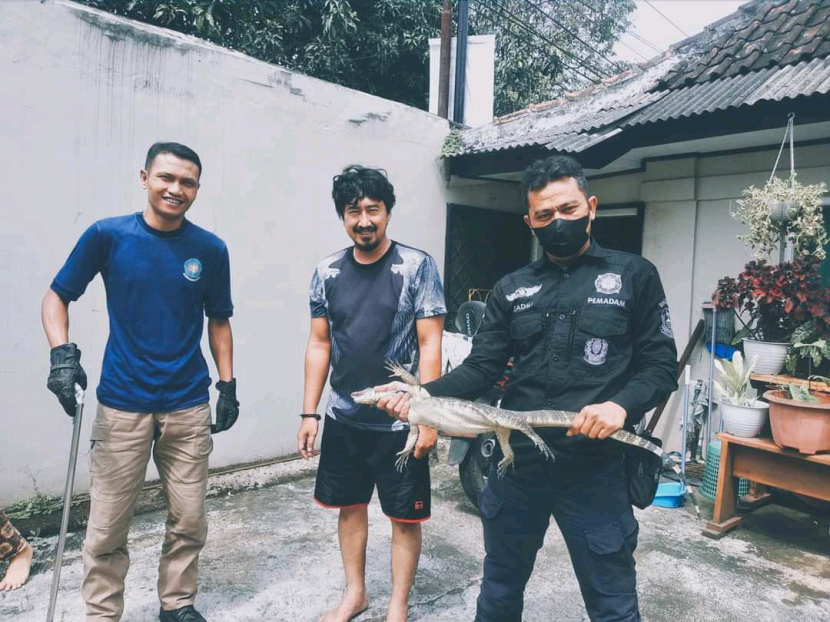 Petugas Damkar Kuningan berhasil menangkap biawak yang masuk ke teras rumah warga. (Dok UPT Damkar Satpol PP Kabupaten Kuningan)