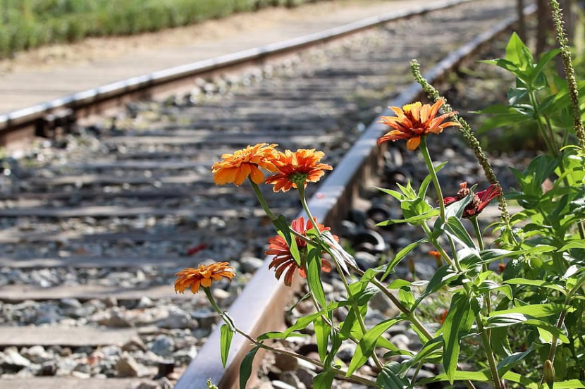 Bunga di tepi rel. (Foto: Pikist.com)