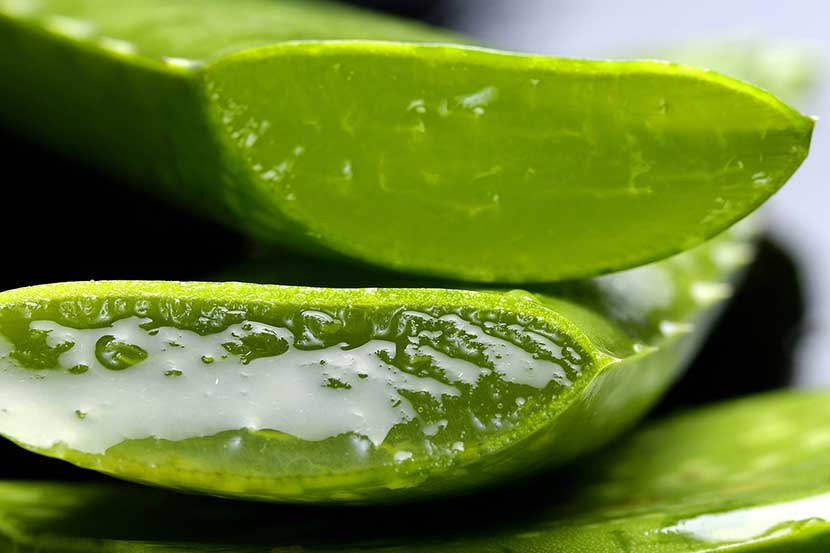 Lidah buaya (aloe vera)