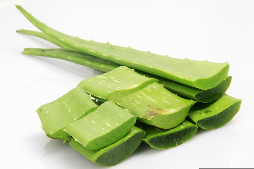 lidah buaya/aloe vera, memberikan manfaat pencegahan dan pengobatan penyakit pada tanaman -- pixabay