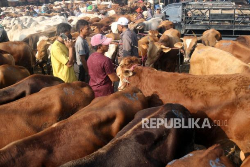 Pedagang menjajakan hewan untuk kurban di Pasar Hewan Jonggol, Kabupaten Bogor, Jawa Barat, Kamis (22/6/2023). Bacaan Doa Menyembelih Hewan Kurban Lengkap. Foto: ANTARA FOTO/Yulius Satria Wijaya