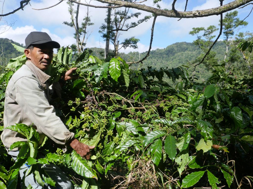 Yonatan Tari, menunggu panen.