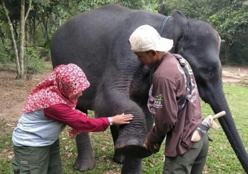 Gajah sumatra memiliki lima kuku depan dan empat kuku belakang/ Foto: @btn_waykambas