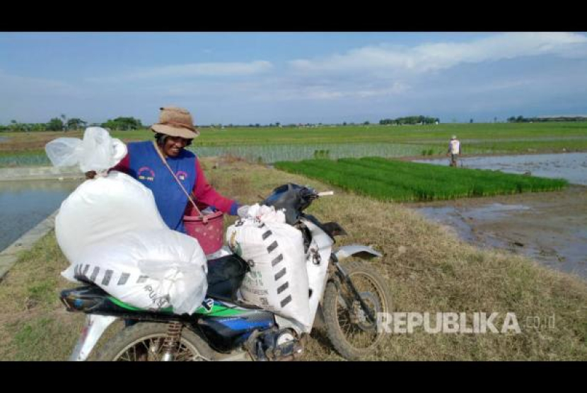 Junaidi tengah menurunkan pupuk untuk ditebarkan pada petakan sawah yang telah ditanamin bibit padi.. (Agus Yulianto/Republika)