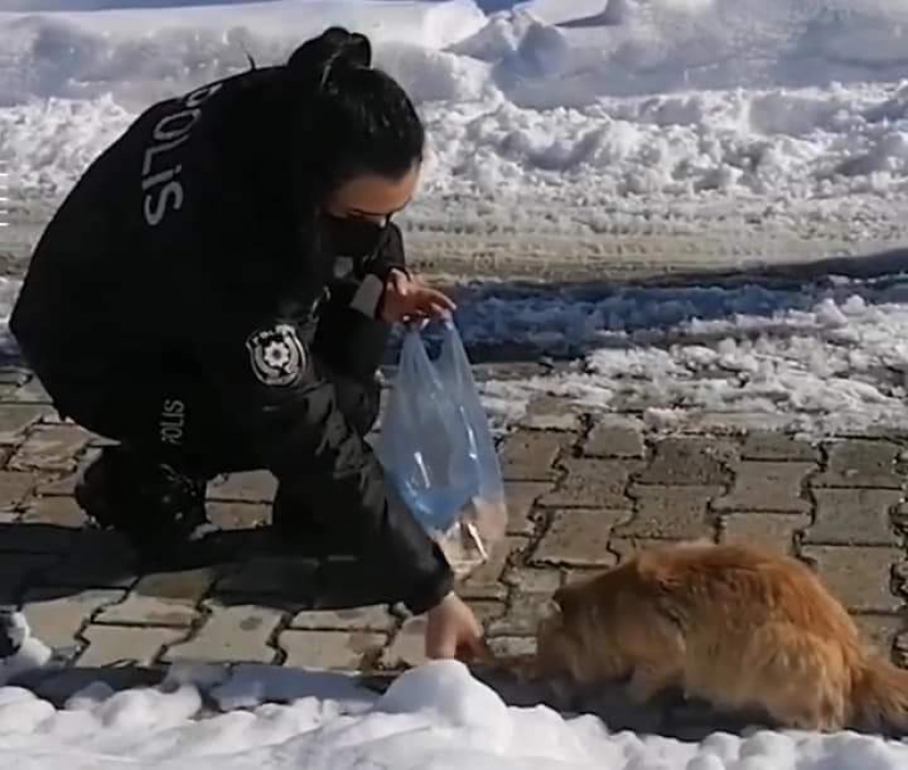 Polisi Turki ditugaskan berpatroli memberi makan kucing liar di musim dingin.