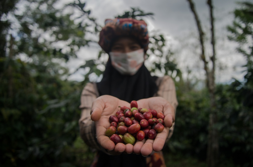 Petani kopi di Gayo Aceh usai memetik buah kopi di kebun mereka. (foto: Thoudy Badai).