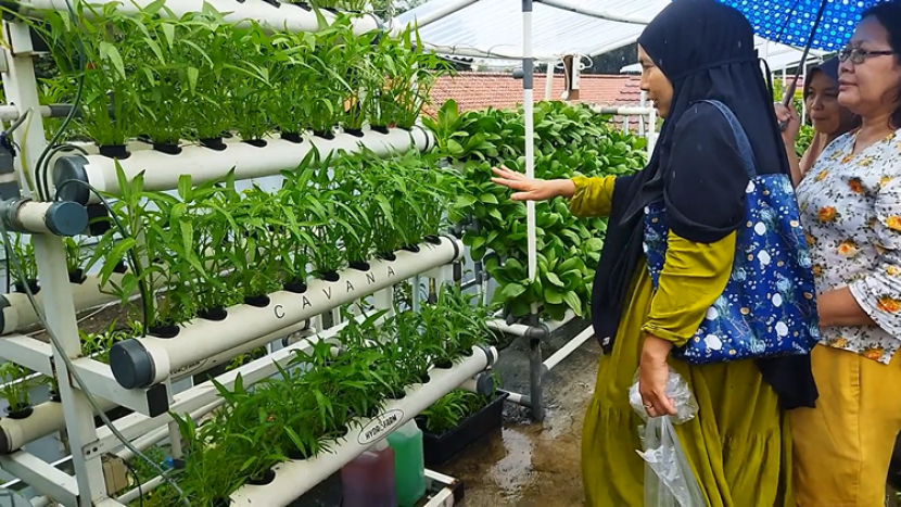 KWT ERSA di Kota Depok Jawa Barat mengelola lahan sempit menjadi kebun sayuran segar dengan pertanian hidroponik