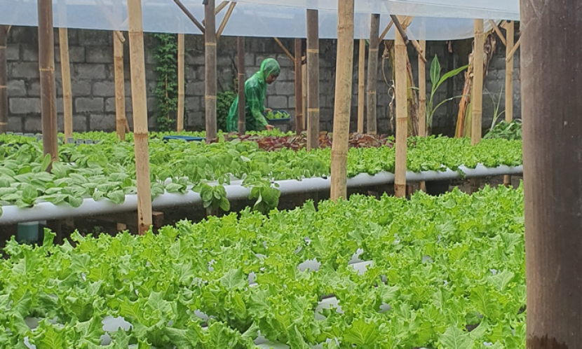 Pertanian hidroponik sayuran selada yang dikembangkan oleh Metrotani Hidroponik Yogyakarta, pesanan tak pernah berhenti