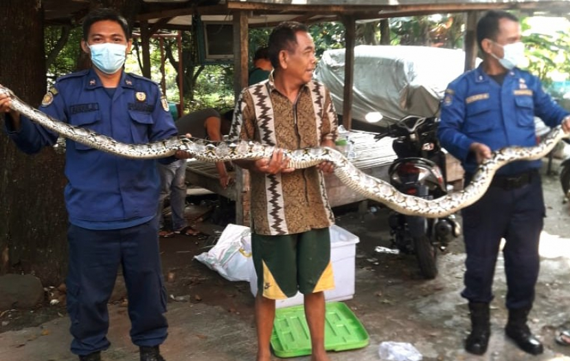 Seekor ular diamankan petugas Damkar Kota Depok. (Foto: Istimewa)