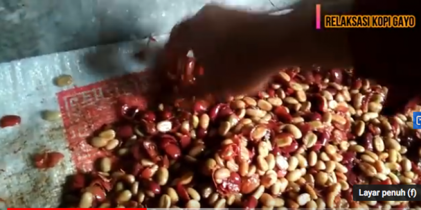 Biji kopi yang masih diselimuti lendir dalam proses honey.  (Sumber: tangkapan layar youtube)