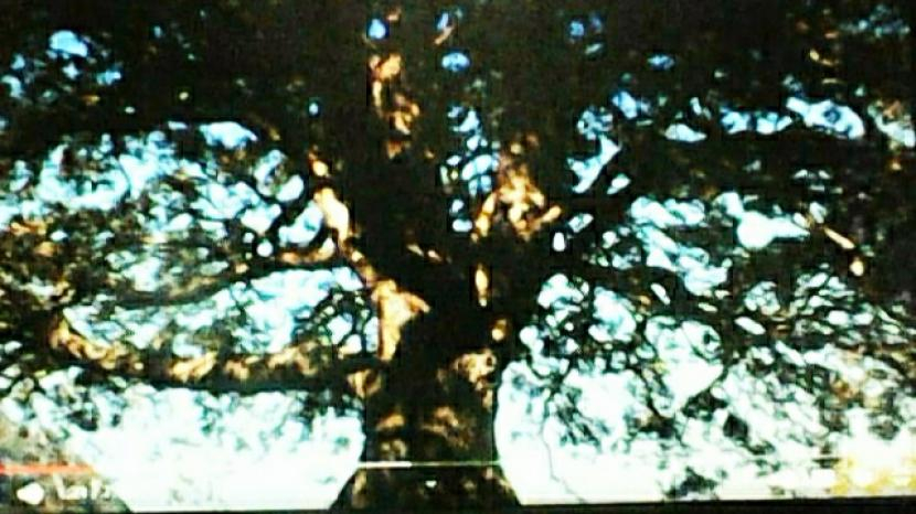 Pohon Barus yang getahnya dibuat balsem bagi jenazah para Fir'aun di Mesir Kuno.
