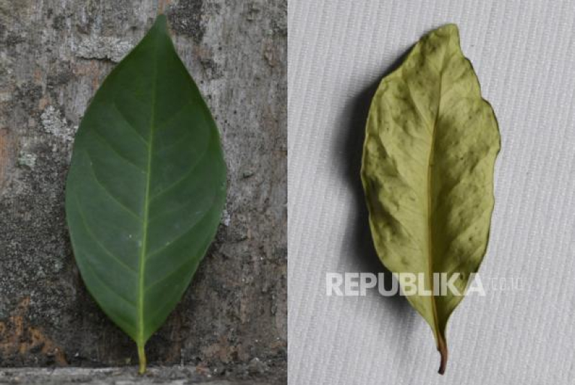 Foto kolase perbandingan daun salam yang baru dipetik oleh petani (kiri) dan daun salam yang telah melewati proses pengeringan di mesin (kanan). Khasiat Daun Salam Bisa untuk Obat Diabetes, Asam Urat, dan Radang Lambung. Foto: ANTARA FOTO/Zabur Karuru. 