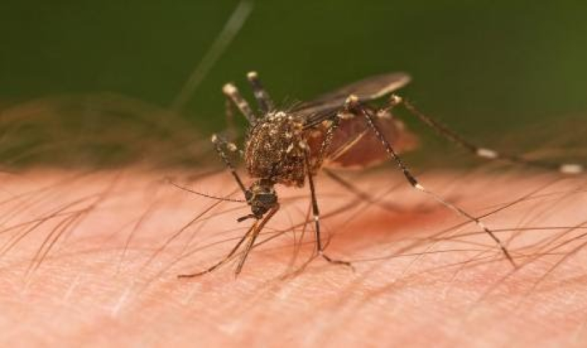 Nyamuk suka menggigit manusia saat tidur. Foto: www.wikimedia.com