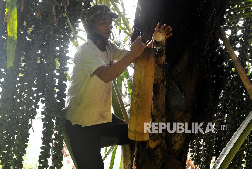 Menyadap air nira aren untuk dijadikan gula aren. Manfaat Akar Aren untuk Mengobati Penyakit Kencing Batu. Foto: ANTARA FOTO/Wahdi Septiawan