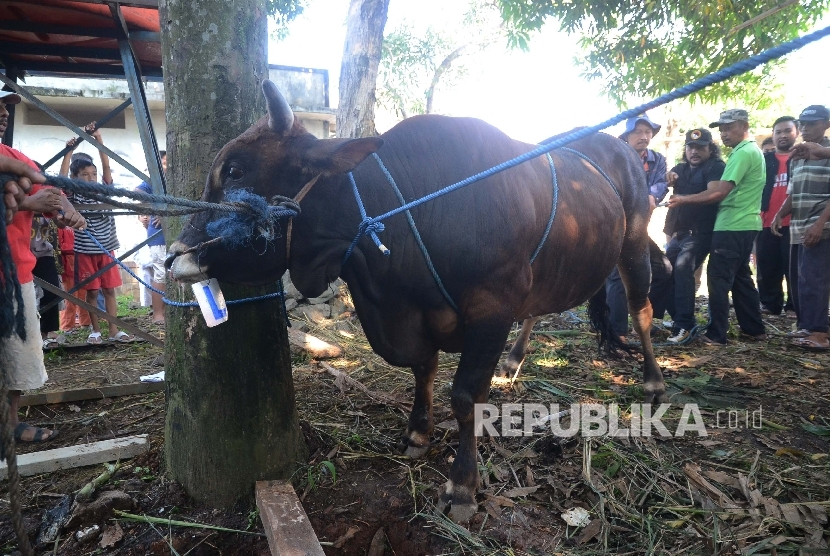 Hewan Kurban. Menyembelih hewan kurban harus setelah Sholat Id. Foto: Republika.