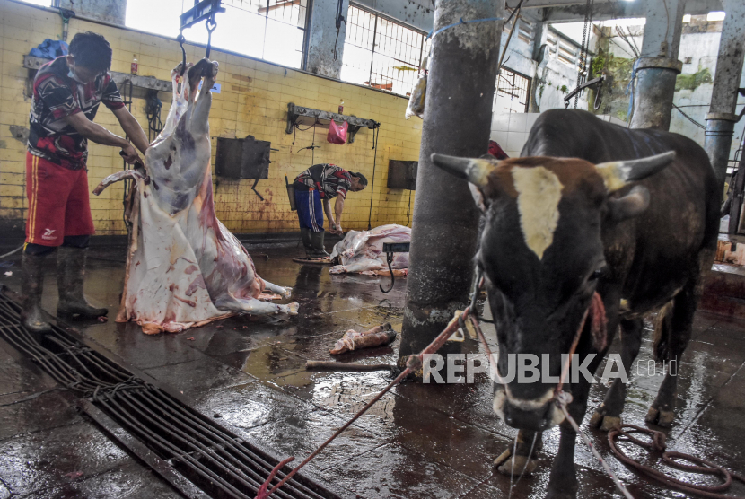 Petugas memotong daging sapi kurban di Rumah Potong Hewan (RPH) Ciroyom, Jalan Arjuna, Kota Bandung. Bolehkah Mengupah Penyembelih dengan Kulit Hewan Kurban? Foto: Republika/Abdan Syakura