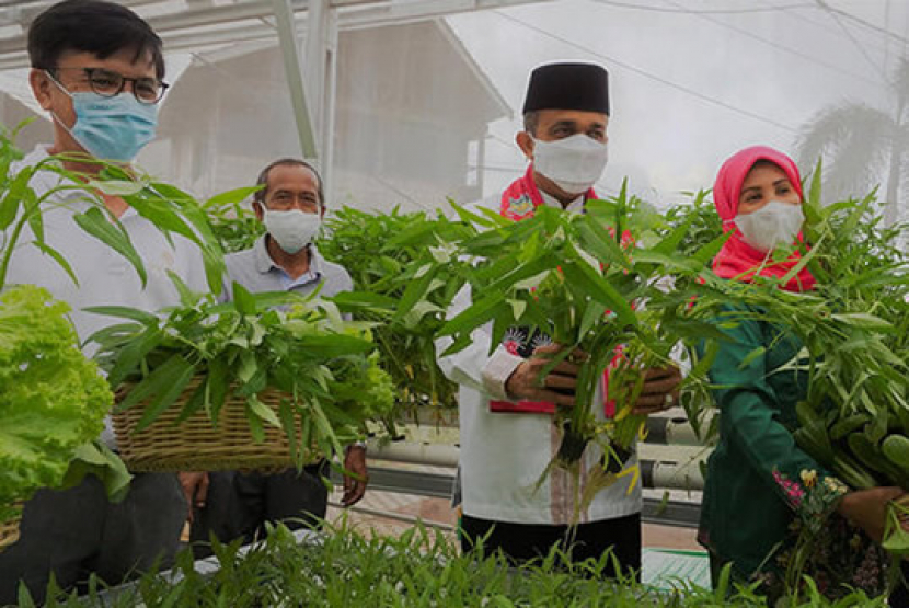 Panen sayuran daun kangkung yang dibudidayakan secara hidroponik