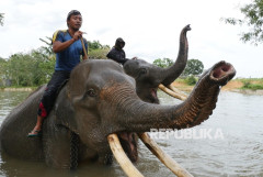Gajah Selalu Ingat, tapi Kita Terlalu Cepat Melupakan